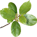 cascara-sagrada