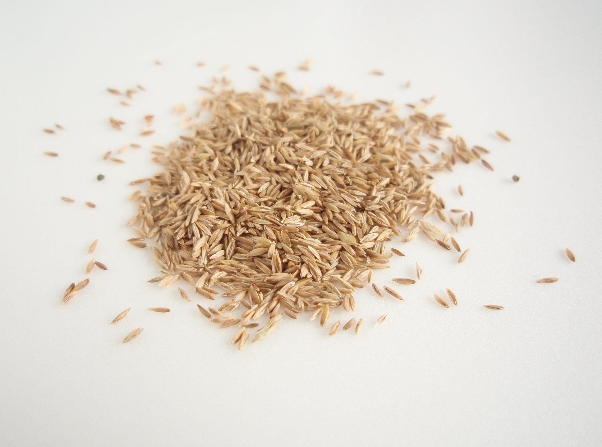 seed